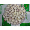 Normal White Garlic Crop 2019 From Jinxiang